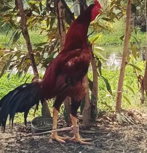 Fresh Chicken